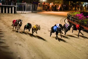 Hướng Dẫn Chơi Game Nhanh Đua Chó Tại 12Bet Để Thắng Lớn Dễ Dàng